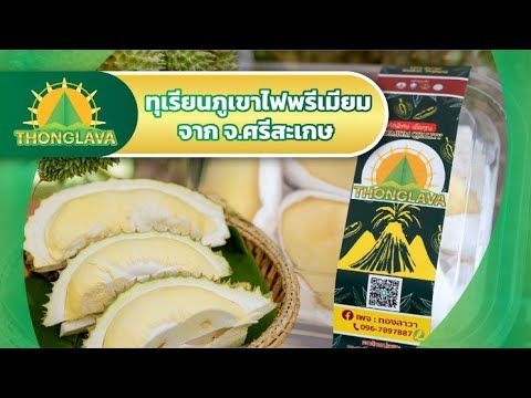 ทองลาวา ทุเรียนภูเขาไฟพรีเมียมจาก จ.ศรีสะเกษ