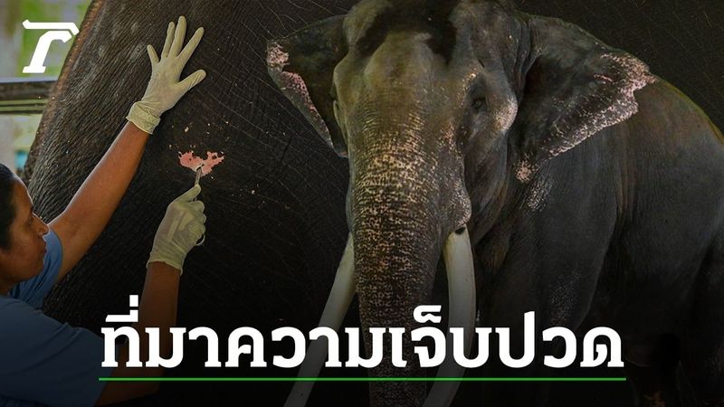 สรุปเหตุผลทวงคืน พลายศักดิ์สุรินทร์ “งาอุ้มบาตร” ความเชื่อสู่การทารุณ (คลิป)