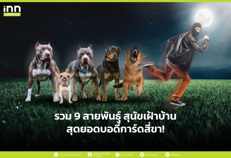 รวม 9 สายพันธุ์ สุนัขเฝ้าบ้าน สุดยอดบอดี้การ์ดสี่ขา!