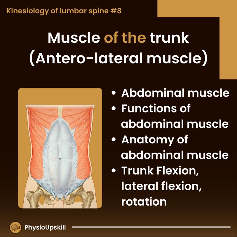[Physioupskill] ## Episode52: Kinesiology of lumbar spine#8 Muscle of ...