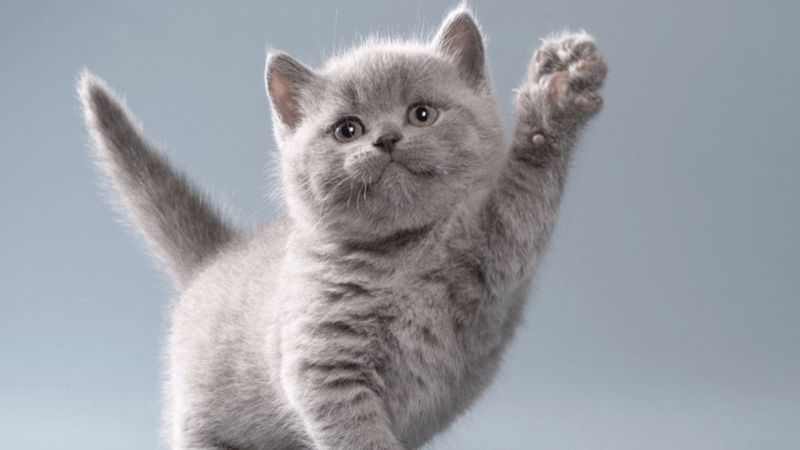 7 reasons why you really shouldn’t get a British Shorthair Cat