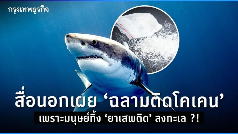 สื่อนอกเผย ‘ฉลามติดโคเคน’ เพราะมนุษย์ทิ้ง ‘ยาเสพติด’ ลงทะเล ?!