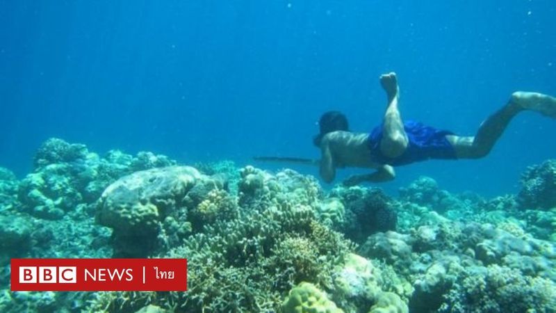 ชาวเล ”บาเจา” มีวิวัฒนาการจนม้ามใหญ่ ใช้ดำน้ำได้อึดกว่าคนทั่วไป - BBC News ไทย