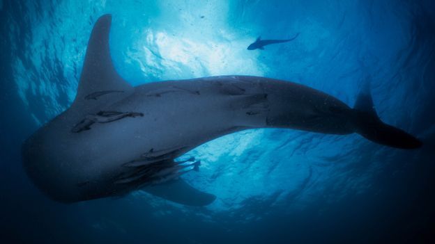 The ‘sea gypsies’ who live with whale sharks