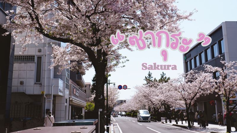 [KATOB STYLE ชีวิตคือการเดินทาง] ซากุระ (Sakura) มากกว่าความเป็นดอกไม้ ...