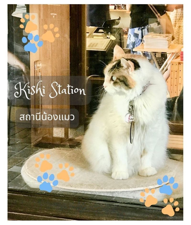 [Pax Travel] น้องแมว Tama นายสถานีแมวตัวแรกของโลก
มีขบวนรถไฟ 6 ขบวน เลือกขึ้นตามเวลาที่ออกเดินทางในตาราง ซื้อตั๋วกับเจ้าหน้าที่ก่อนขึ้นรถไฟ ราคาไปกลับคนละ 800 เยน (one day pass)