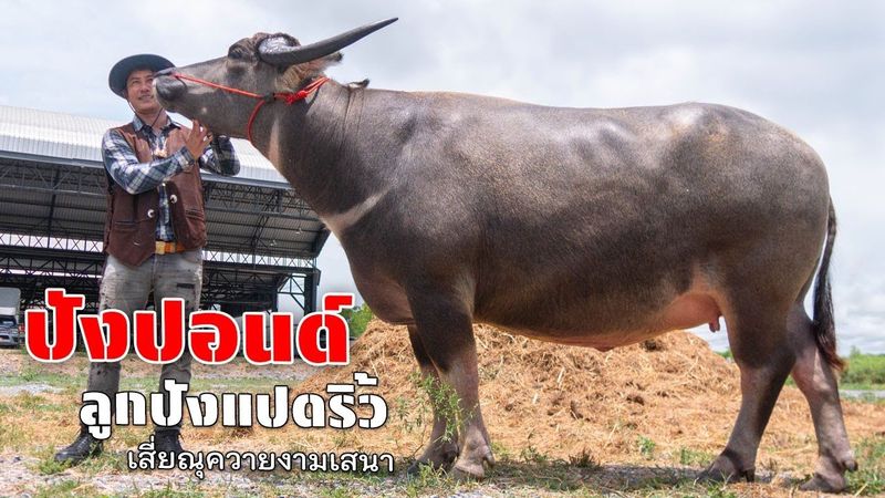 ปังปอนด์ลูกปังแปดริ้ว แม่พันธุ์ควายยักษ์ควายงาม เสี่ยณุ EP2 เต๋อพาเที่ยว