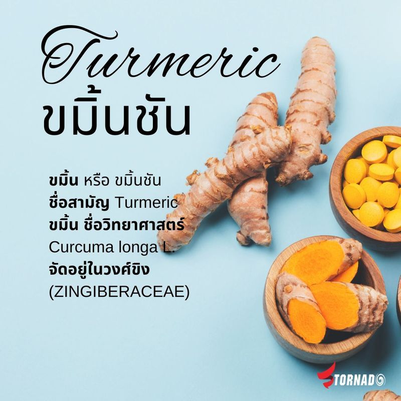 ขมิ้นชัน
☘ขมิ้น หรือ... - Tornado อาหารเสริมบำรุงไก่ชน