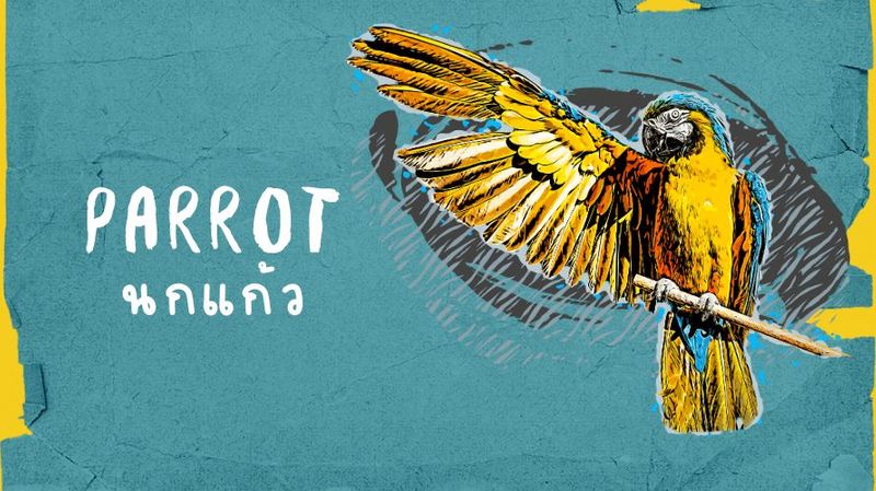 นกแก้วมีกี่สายพันธุ์ ประวัตินกแก้วและลักษณะเด่นของนกแก้ว - birdiaries