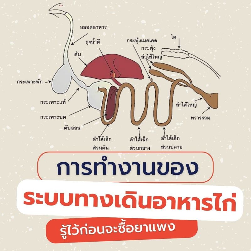 คุณภาพยาดีเกิน 100 แต่ผลรับอันน้อยนิด (สาเหตุคือคุณยังไม่รู้เรื่องนี้)