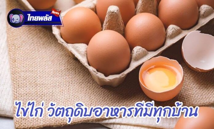 ไทยพลัสนิวส์ รอบรู้เรื่องไข่ไก่
