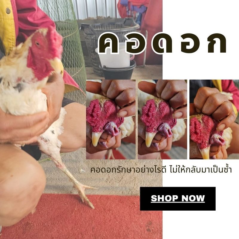 ✅วิธีการป้องกันโรคคอดอกและรั... - Tornado อาหารเสริมบำรุงไก่ชน