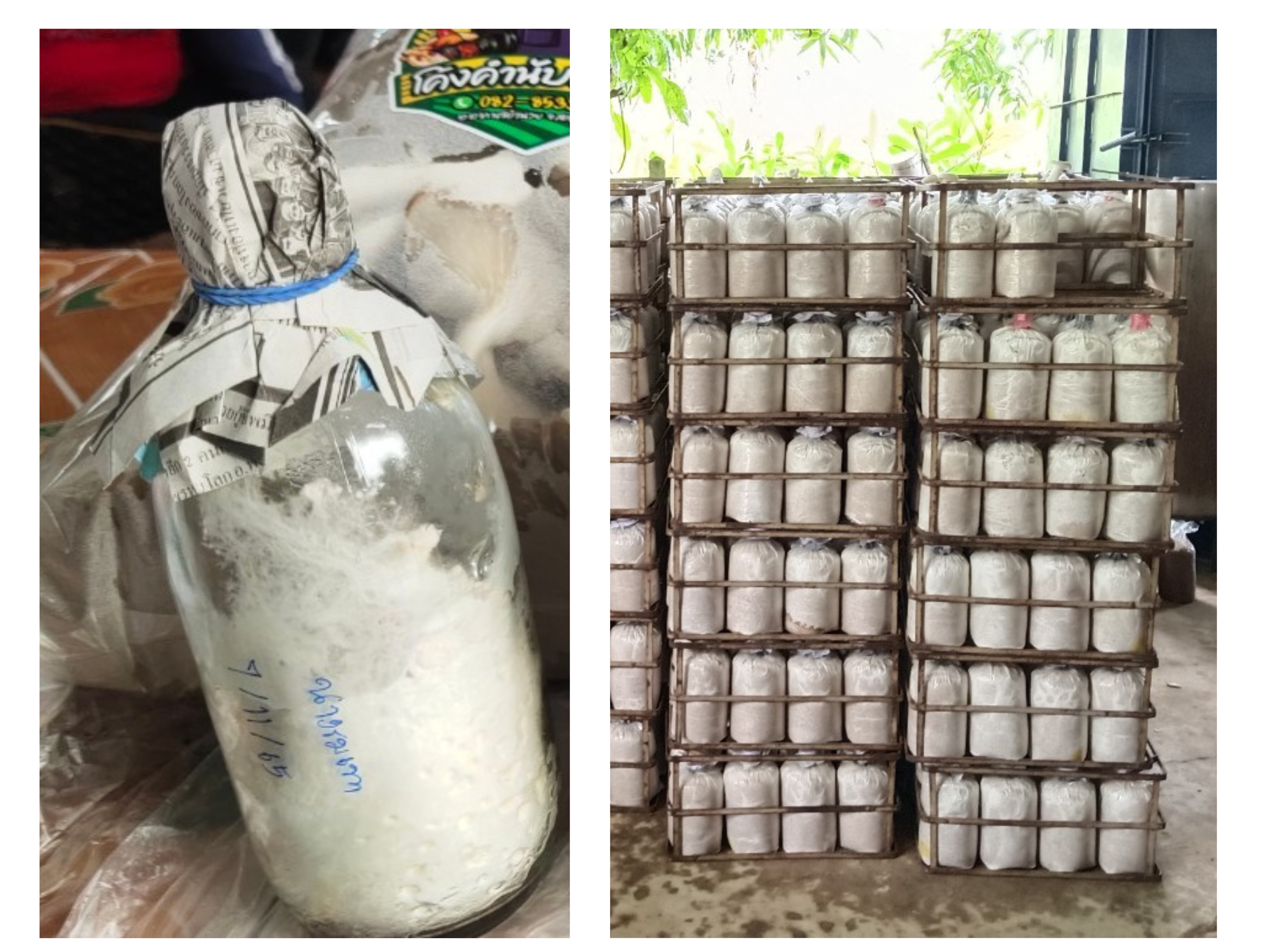 คู่มือการผลิตและบรรจุก้อนเชื้อเห็ด ฉบับเปิดฟาร์ม คู่มือการผลิตและบรรจุก้อนเชื้อเห็ด ฉบับเปิดฟาร์ม