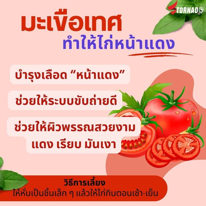 มะเขือเทศทำให้น้องไก่หน้าแดง... - Tornado อาหารเสริมบำรุงไก่ชน