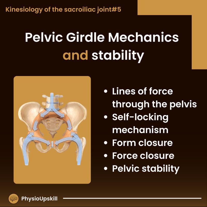 [Physioupskill] Episode60 Kinesiology of Sacroiliac joint5 Pelvic