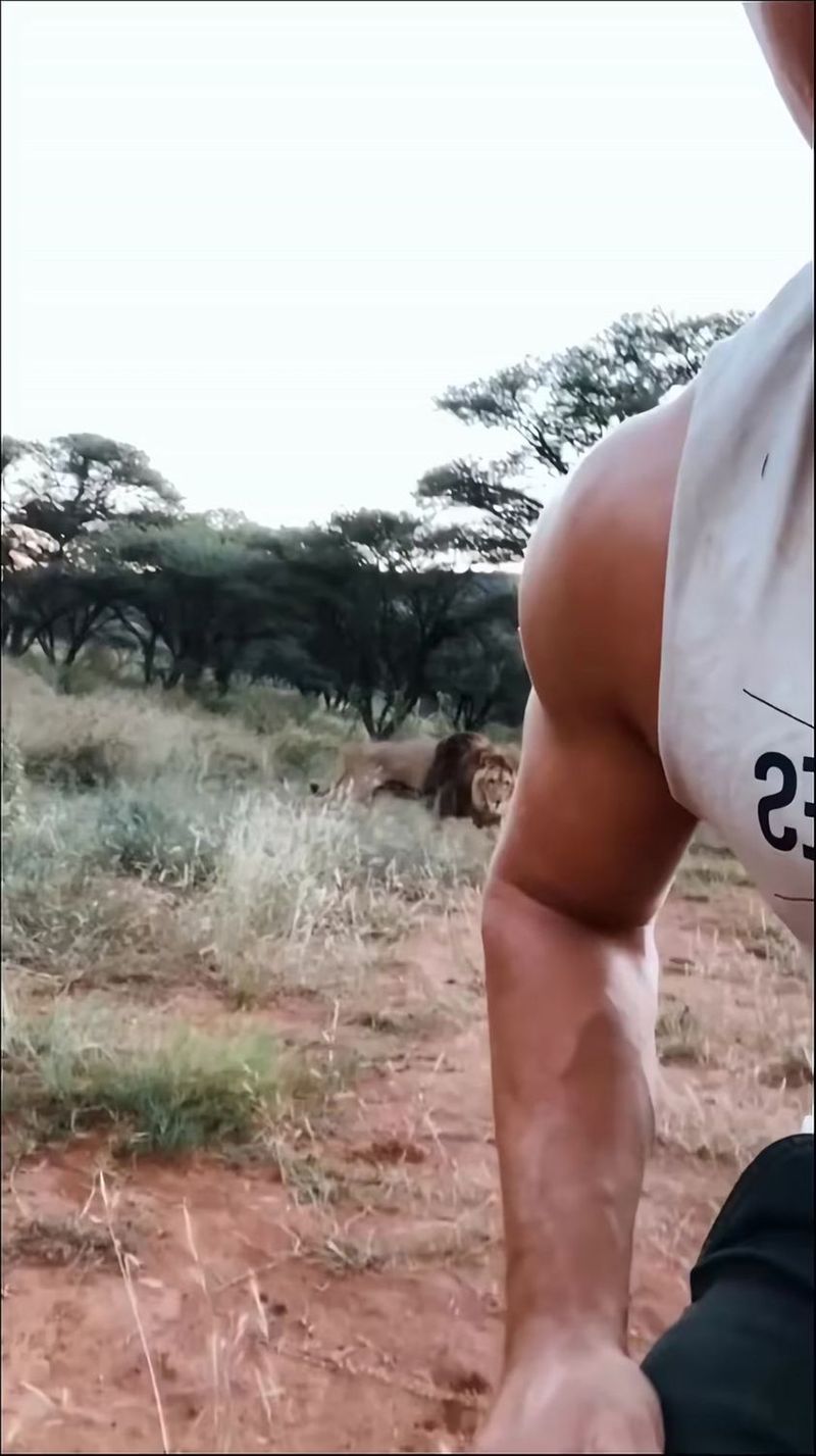 #lion #lionclub #animalsoftiktok #fyp #learnontiktok #animal #1806 | Noodle Lure | Ed Sheeran · Perfect