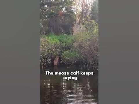 If it wasn’t captured on camera, I would never believe it. #animals #truestory