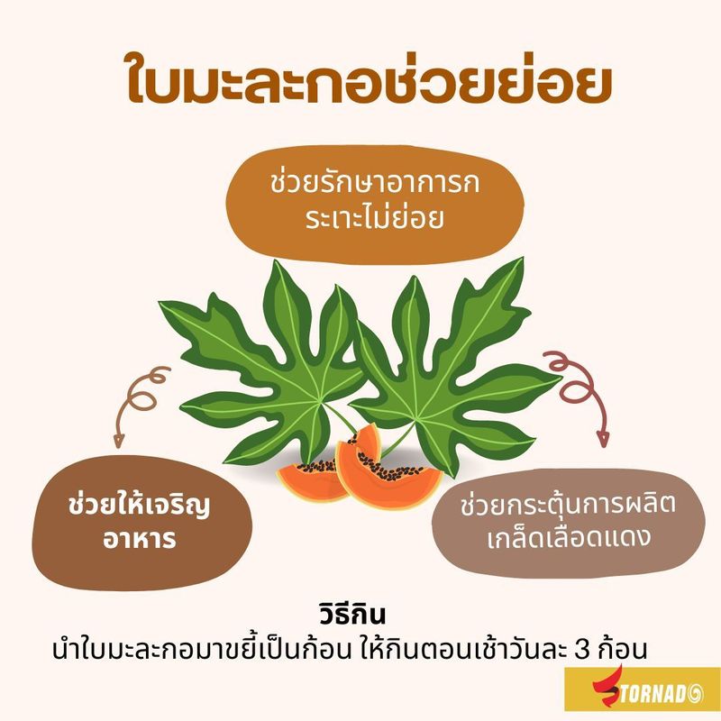 ใบมะลอกอช่วยย่อย... - Tornado อาหารเสริมบำรุงไก่ชน