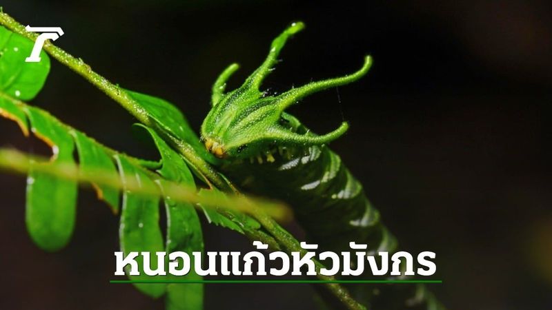 พบหนอนแปลก หน้าตาประหลาด สีเขียวเข้ม หัวคล้าย ”มังกร”