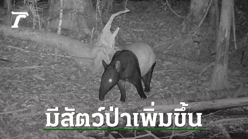 เปิดภาพจาก ”กล้องดักถ่าย” พบ ”สัตว์ป่าหายาก” ในอุทยานแห่งชาติศรีพังงา