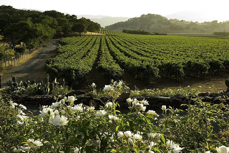‘Cult Wine’ ‘ไวน์แคลิฟอร์เนีย’ แพงมหาโหด ต้องเงินหนาทั้งคนทำและคนดื่ม