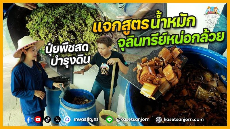 ทำน้ำหมักจุลิทรีย์หน่อกล้วยฟื้นฟูดินและปุ๋ยหมักพืชสดไนโตรเจนสูงลดต้นทุน | เกษตรเคล็ดไม่ลับ