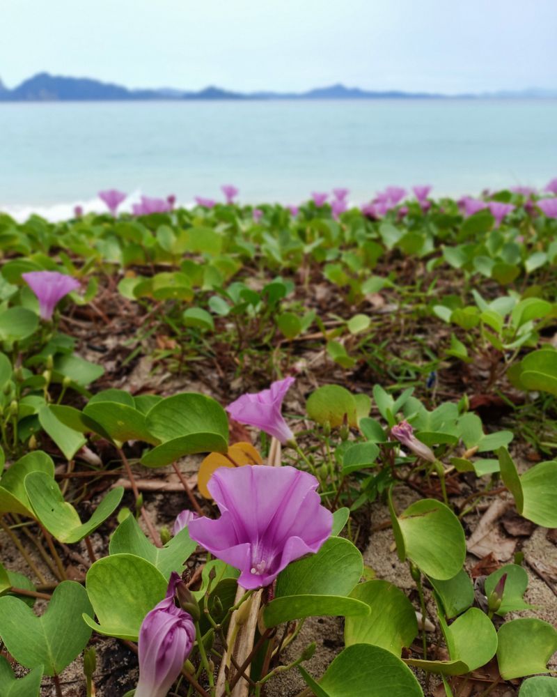 [หนอนน้อยซ์เจ้าปัญหา 🌈💕🧭] จากทริปล่าสุด @ เมืองตรัง
ทำให้ได้รู้จัก & พบปะ ~ สนิทสนม กับคุณป้าวัย ๘๕
อดีตผู้พิพากษาฯ ที่อาศัยตัวคนเดียวในบ้านกลางสวน ด้วยสามีท่านเพียงจากไปเมื่อ ๒ ปีก่อน
การใช้ชีวิตในบั้นปลายของท่าน ทำให้ดิชั้นบ