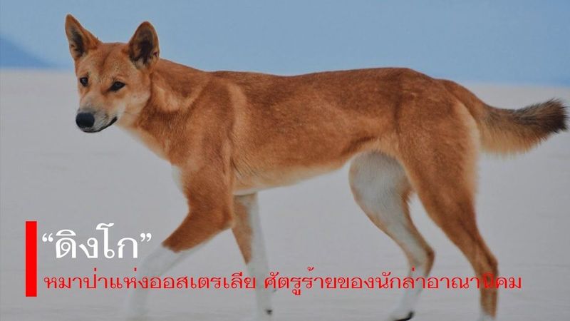 “ดิงโก” หมาป่าแห่งออสเตรเลีย ศัตรูร้ายของนักล่าอาณานิคม
