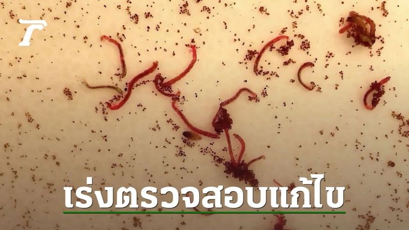 เผยสาเหตุพบ ”ไรแดง” ในน้ำประปา จ.เพชรบูรณ์ อาจเกิดปัญหาจากกระบวนการผลิต