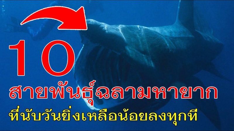 10 สายพันธุ์ฉลามหายาก ที่นับวันยิ่งเหลือน้อยลงทุกที