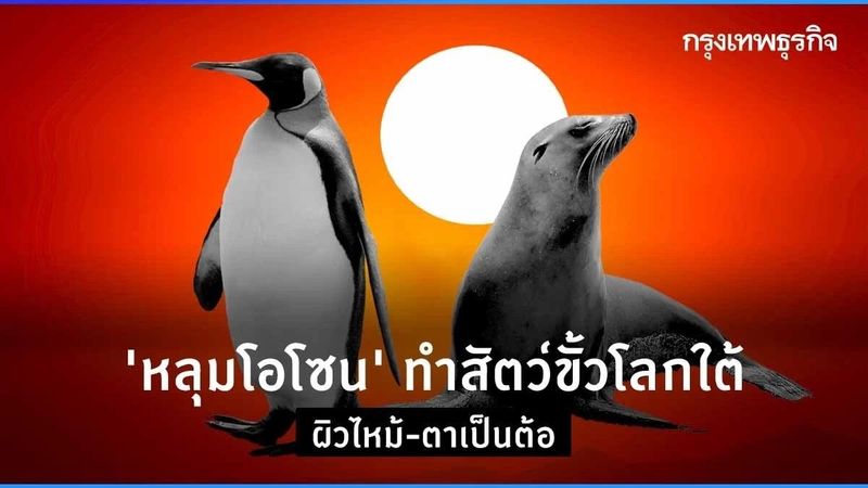 ‘หลุมโอโซน’ ทำสัตว์ขั้วโลกใต้ ผิวไหม้แดด-ตาเป็นต้อ