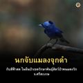 เขตรักษาพันธุ์สัตว์ป่าพนมดงรัก