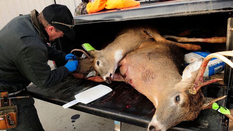 Terrifying ‘zombie deer disease’ reaches 33rd US state