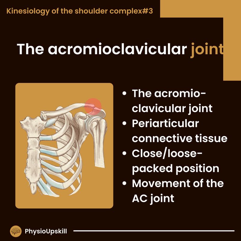 [Physioupskill] ## Episode69: Kinesiology of Shoulder complex#3 The ...