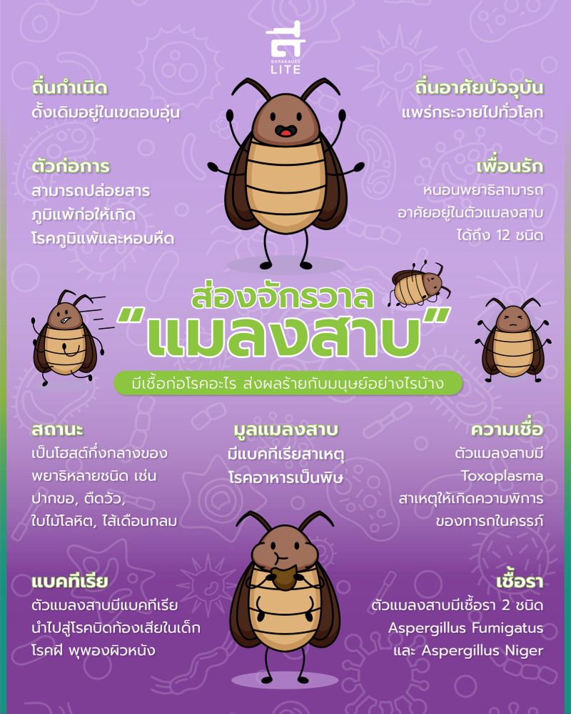 แมลงสาบนำโรคติดต่อสู่มนุษย์ได้อย่างไรและวิธีป้องกัน แมลงสาบนำโรคติดต่อสู่มนุษย์ได้อย่างไรและวิธีป้องกัน