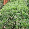 กัญชาบ้านหนองทองจันทร์ฟาร์ม  monkey Weed   monkey Rolling