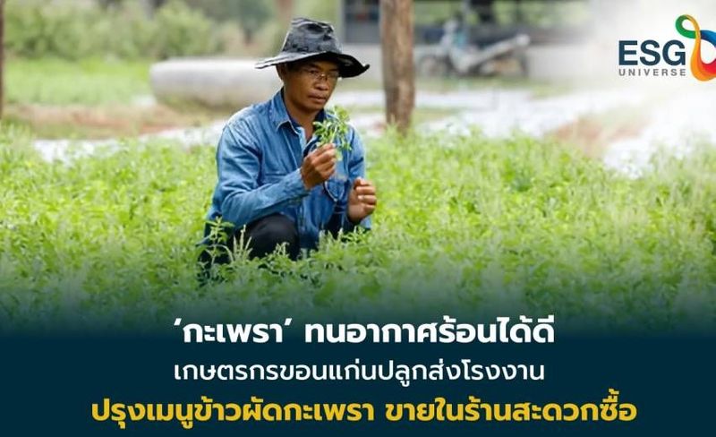 ‘ซีพีแรม’ หนุนเกษตรกรคู่ชีวิต ปลูกกะเพราส่งโรงงานปรุงข้าวกล่อง
