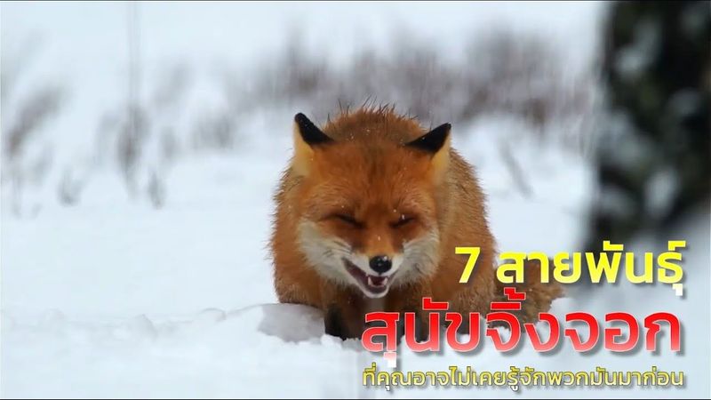 7 สายพันธุ์สุนัขจิ้งจอก ที่คุณอาจไม่เคยรู้จักพวกมันมาก่อน