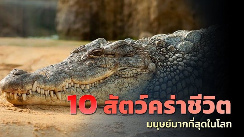 10 อันดับ สิ่งมีชีวิตที่คร่าชีวิตมนุษย์มากที่สุดในโลก