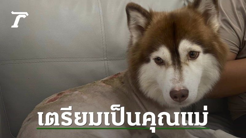 เปิดใจเจ้าของใหม่ ”หมวยเล็ก” พาหาหมอ ดูแลอย่างดี คาด 10 วันจะคลอดลูกแล้ว