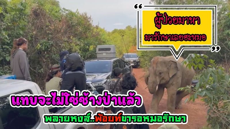 พลายหงส์ทอง ช้างตัวตึง จ.ตราด ป่วยฮะ!!เลยเดินออกจากป่ามาหาหมอเอง หมอครับรักษาหงส์หน่อย เอ็นดูช้างป่า