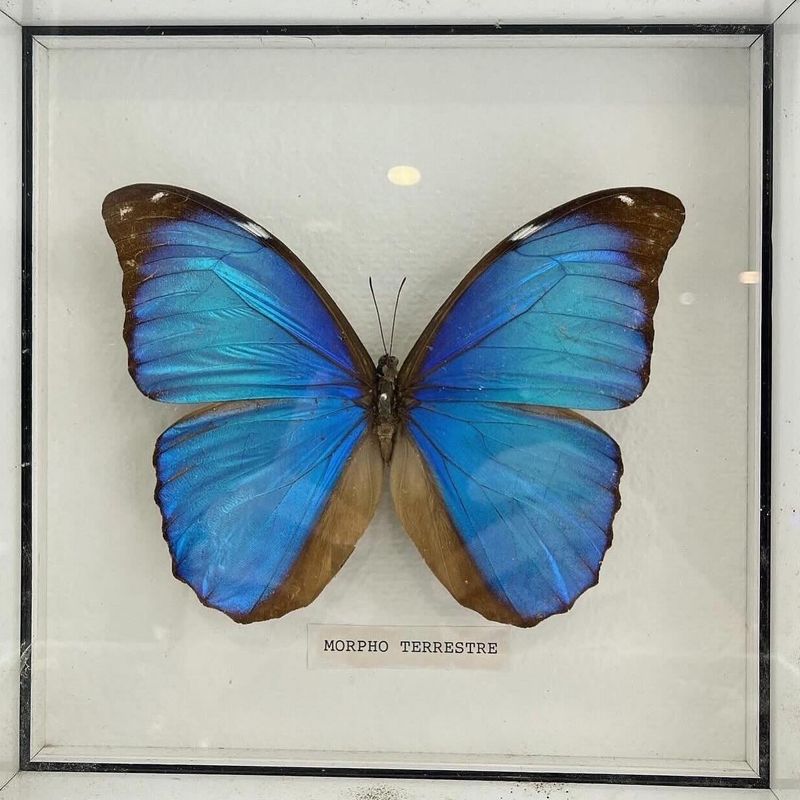 [DeM0ns] 🦋