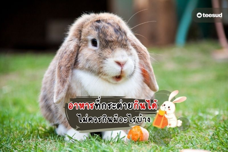 อาหารที่กระต่ายกินได้ ไม่ควรกินอะไร มือใหม่ควรรู้ - teesud.com