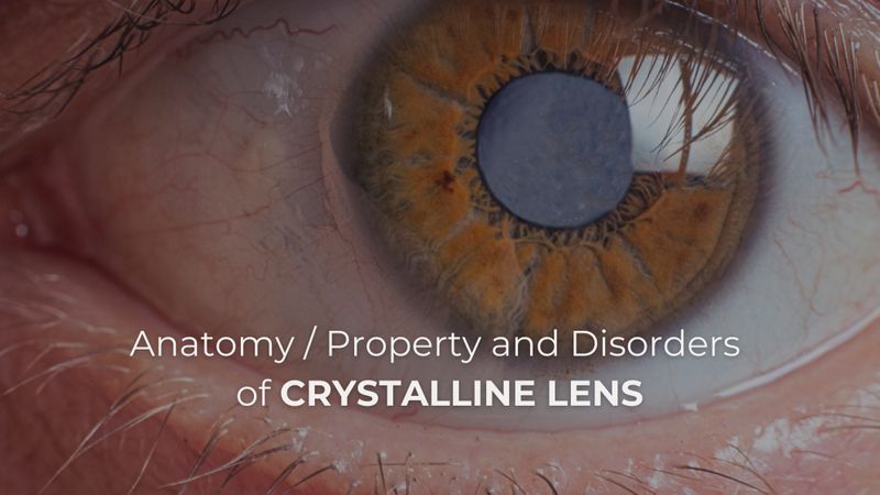[ทัศนมาตร รีพอร์ต] • Crystalline Lens โครงสร้าง / คุณสมบัติ และความ
