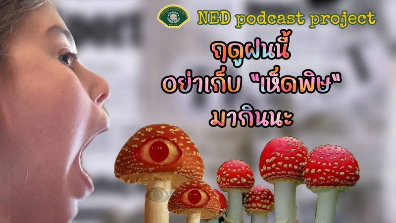 NED podcast l ฤดูฝนนี้ อย่าเก็บเห็ดมีพิษมากินนะ !!