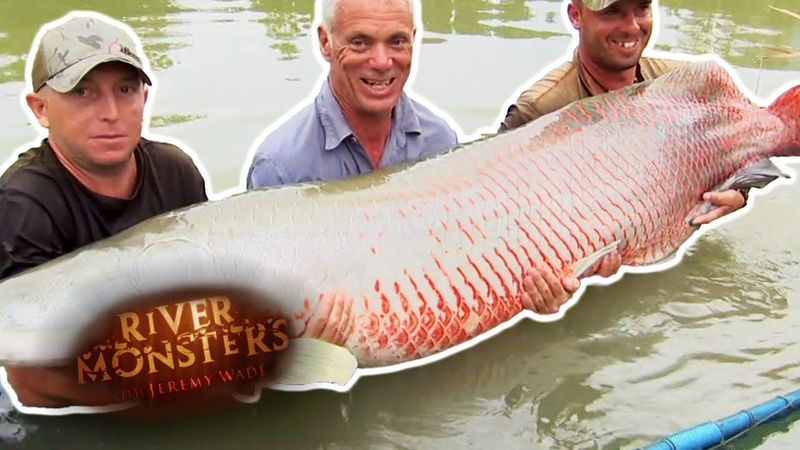 Catching A HUGE Red And Gold ARAPAIMA | River Monsters