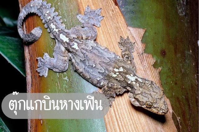 ตุ๊กแกบินหางเฟิน คืออะไร สัตว์ป่าสุดพิเศษแห่งป่าดงดิบ