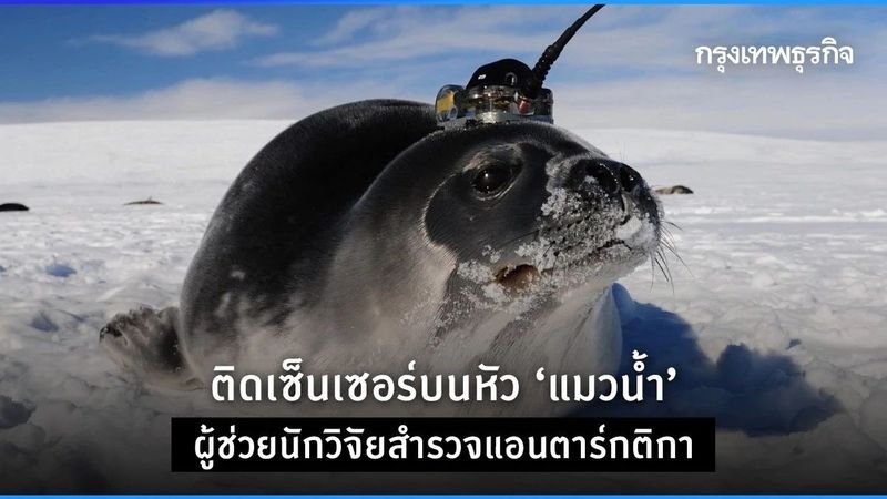 ติดเซนเซอร์บนหัว ‘แมวน้ำ’ ผู้ช่วยนักวิจัยสำรวจแอนตาร์กติกา