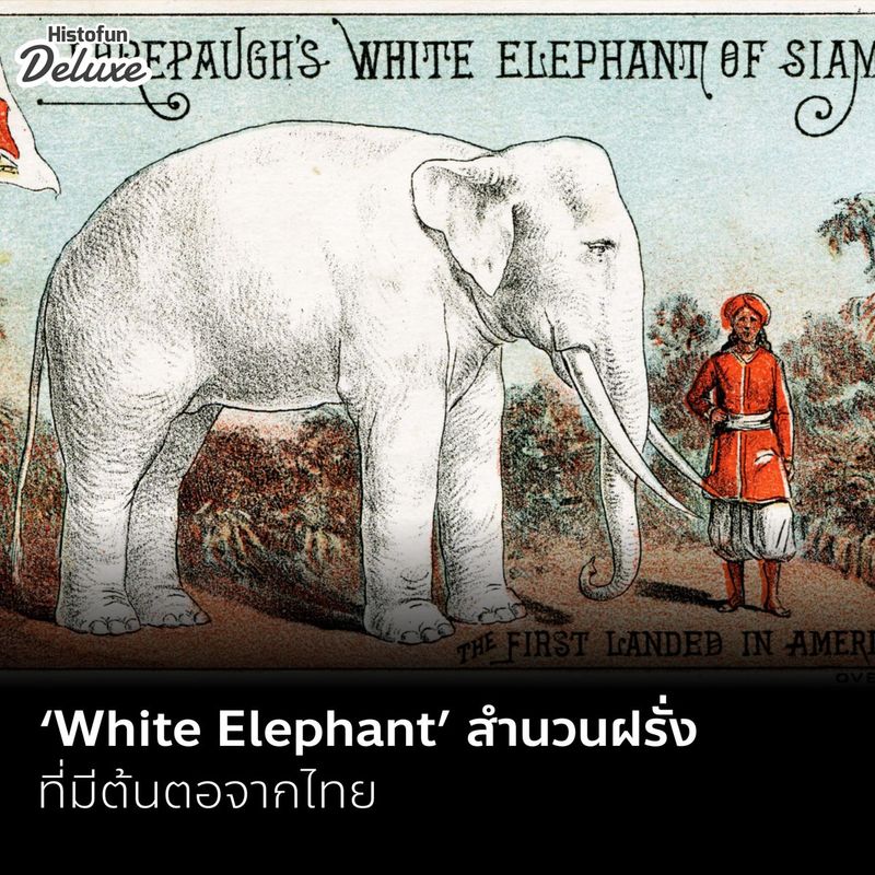 Histofun Deluxe White Elephant histofun-deluxe-white-elephant