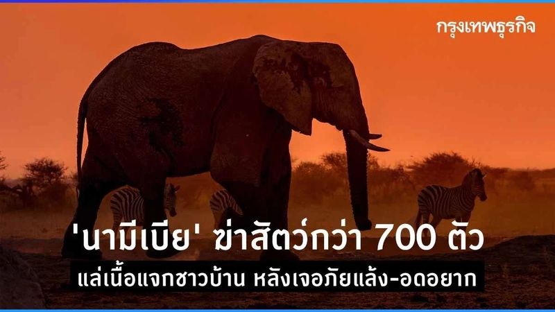 ‘นามิเบีย’ ฆ่าสัตว์ป่ากว่า 700 ตัว แล่เนื้อแจกชาวบ้าน หลังเจอภัยแล้ง - อดอยาก
